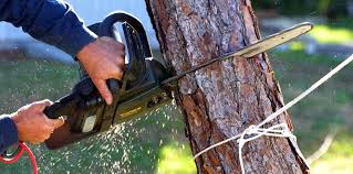 Best Emergency Tree Removal  in Barry, IL