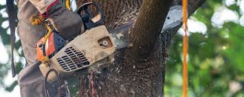 Best Fruit Tree Pruning  in Barry, IL