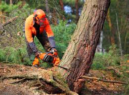 Best Utility Line Clearance  in Barry, IL