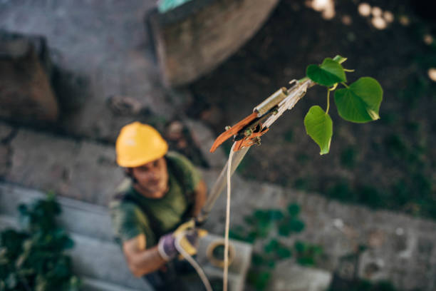 Best Tree Health Inspection  in Barry, IL