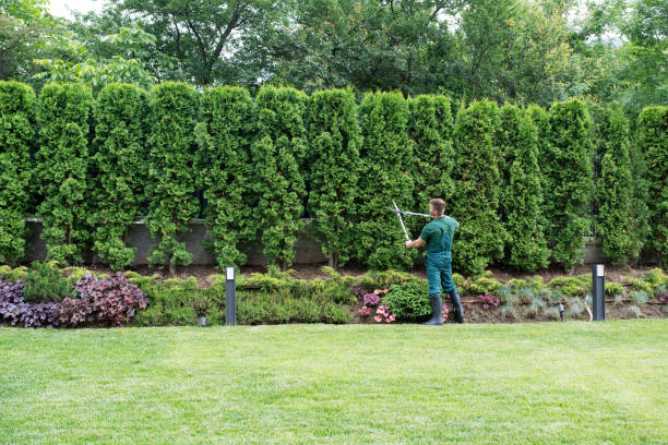 Best Tree Mulching  in Barry, IL