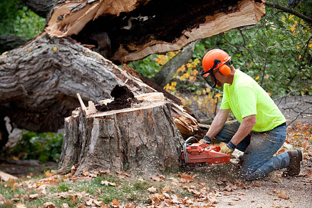Best Hazardous Tree Removal  in Barry, IL
